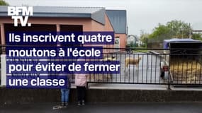 Ils inscrivent quatre moutons à l'école pour éviter de fermer une classe