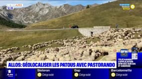 Alpes-de-Haute-Provence: géolocaliser les troupeaux avec Pastorando