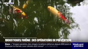 Rhône: des opérations de prévention pour limiter la présence du moustique tigre