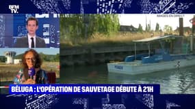 Béluga : l'opération de sauvetage débute à 21h - 09/08