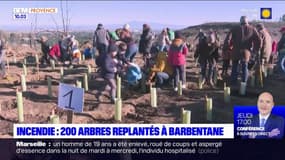 Massif de la Montagnette: 200 arbres ont été replantés