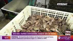 INFO RMC : huîtres contaminées, jusqu'à -80 % de ventes