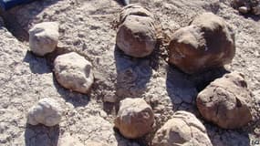 Les crottes fossilisées font en moyenne 40 cm de large et pèsent plusieurs kilos.