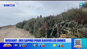 Wissant : les sapins contre l'érosion