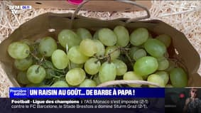 "Barbe à papa": un raisin aromatisé à la barbe à papa cartonne sur les réseaux sociaux et en magasin