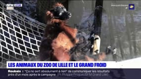 Au Zoo de Lille, le personnel aux petits soins pour protéger les animaux du grand froid