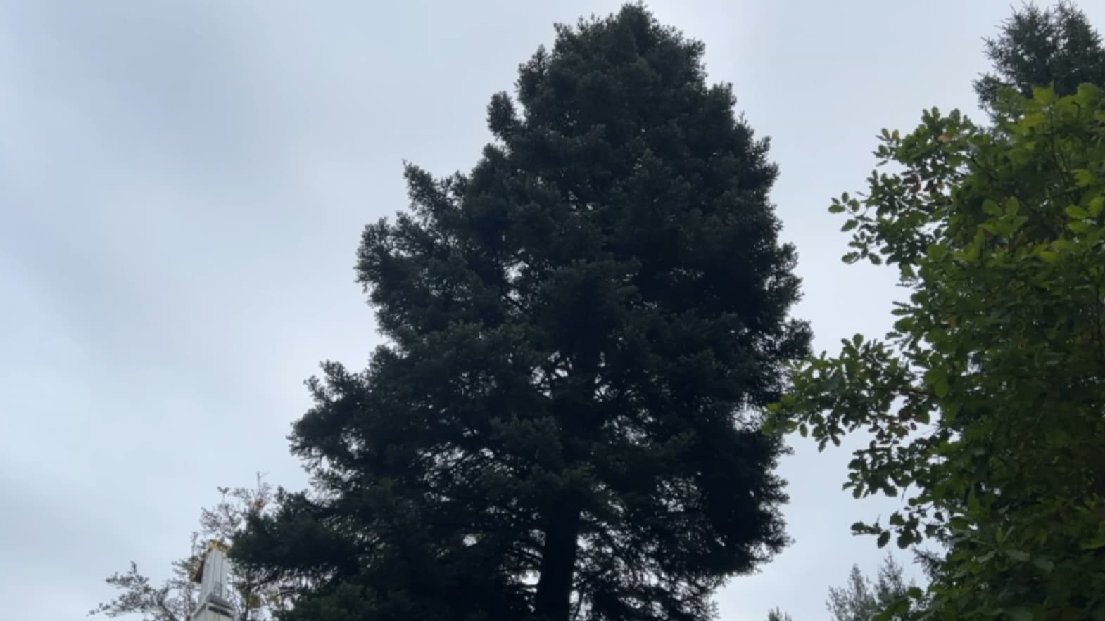 Le grand sapin de Noël de Strasbourg a été découpé ce mercredi 18 octobre dans la matinée
