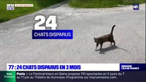 Seine-et-Marne: des habitants s'inquiètent de la disparition de 24 chats en trois mois
