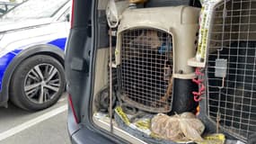 Des chiens maltraités sauvés à Noisy-le-Sec en 2024. 