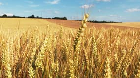 Une centaine d'OGM autorisés en France, notamment dans l'alimentation