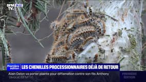 Les chenilles processionnaires déjà de retour en région parisienne