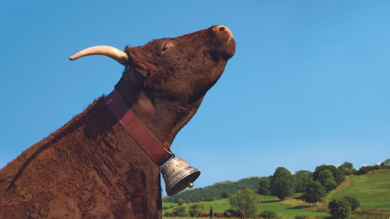 Ovalie, une vache de race Salers, égérie du prochain Salon de l'agriculture