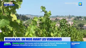 Beaujolais: les vignerons préparent les vendanges
