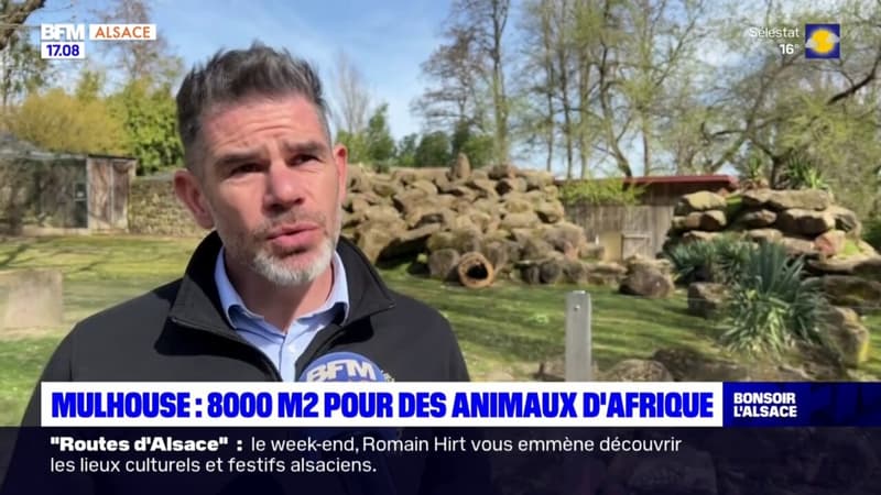 Mulhouse: 8000 m2 pour accueillir des animaux d'Afrique
