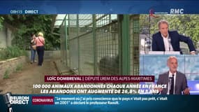 Encadrement de l'achat, attestation obligatoire de connaissance... vers un renforcement de la législation sur l'adoption d'animaux de compagnie ?