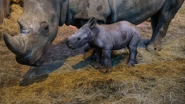 Le petit Timbo, en pleine forme, le 14 mars avec sa maman.