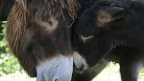 Des ânes du Poitou en 2010 au zoo de Mulhouse (photo d'illustration)