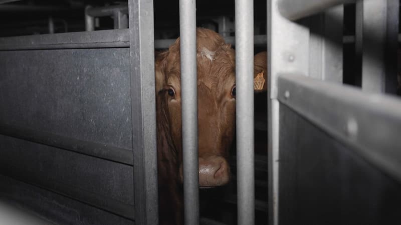 Une vache à l'abattoir de Craon