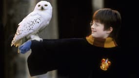 Harry Potter et sa chouette, Hedwige.