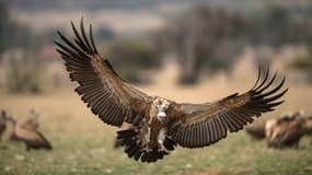 Un vautour du Cap à Hartebeeportdam, en Afrique du Sud, le 15 septembre 2015. (Photo d'illustration)
