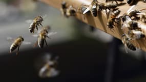 Après avoir été exposées à un pesticide, les abeilles sont marquées individuellement d'une puce
