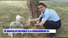 Digne-les-Bains: des brebis pour entretenir les jardins de caserne de gendarmerie