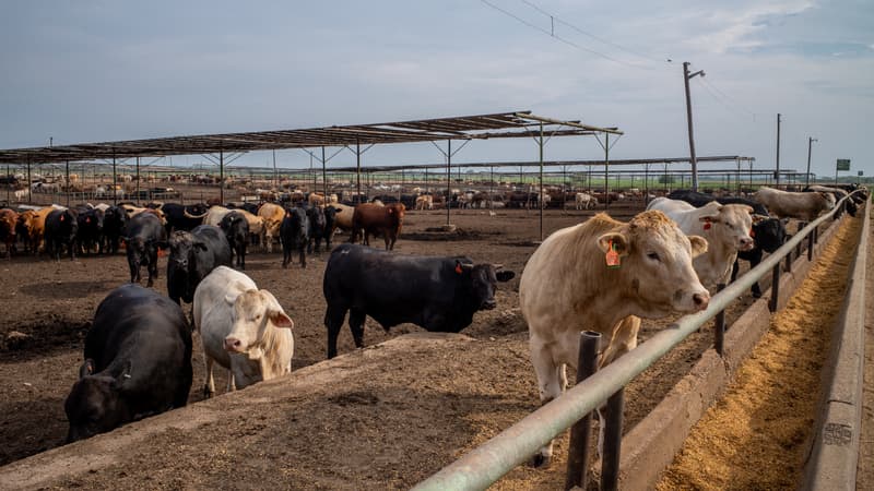 Etats-Unis: de fortes concentrations du virus H5N1 dans du lait de vaches contaminées, l'OMS appelle à la vigilance