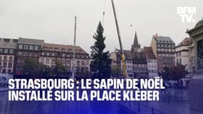 Le sapin de Noël de Strasbourg est arrivé sur la place Kléber 