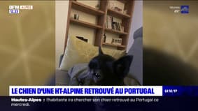 Le chien d'une Haute-Alpine retrouvé à plus de 1.200 kilomètres de chez elle au Portugal