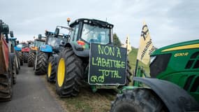 Des tracteurs lors d'une mobilisation en Ariège à l'appel de la Confédération paysanne et de la Coordination rurale pour s'opposer à l'abattage d'un troupeau de vaches dans une exploitation touchée par la dermatose nodulaire contagieuse (DNC), le 10 décembre 2025. (Photo d'illustration)