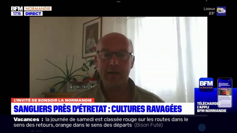 Seine-Maritime: les agriculteurs près d'Étretat interpellent l'État face aux ravages des sangliers