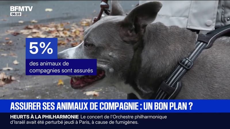 Faut-il assurer ses animaux de compagnie?
