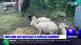 Une foire aux bestiaux à Château-Gombert