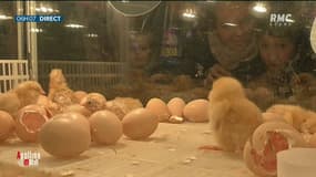 La France va interdire le broyage et le gazage des poussins mâles en 2022