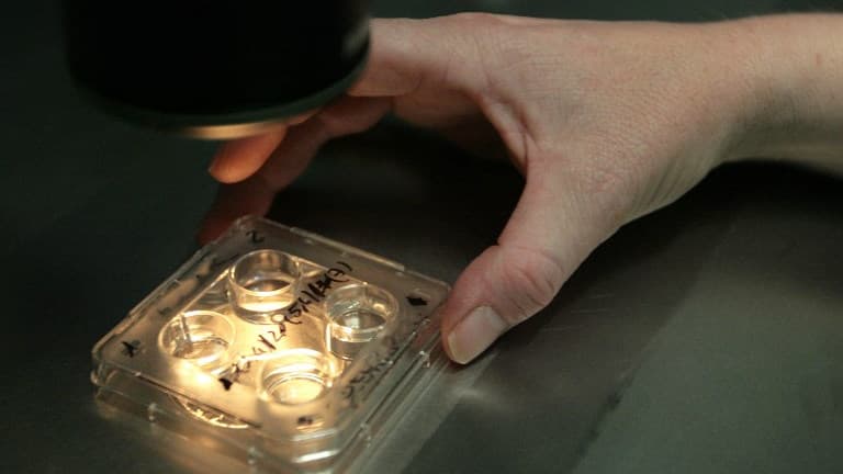 Des médecins observent des embryons dans une clinique de Barcelone, dans un centre de procréation médicalement assistée (Photo d'illustration).