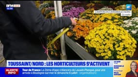 Nord: les horticulteurs s'activent à l'approche de la Toussaint