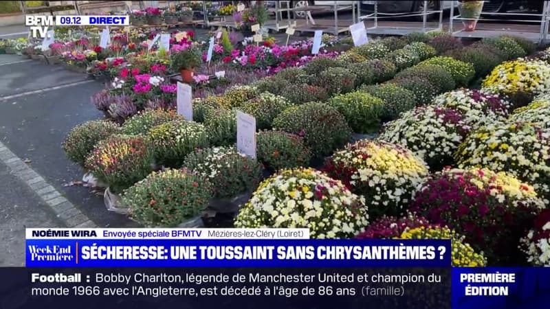 Une pénurie de chrysanthèmes à la Toussaint à cause de la sécheresse?