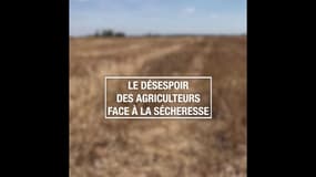 Le désespoir des agriculteurs face à la sécheresse