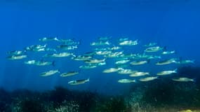 Un banc de mulets dans la mer Méditerranée, au sein du parc national de Port-Cros (Var), début juin 2025.
