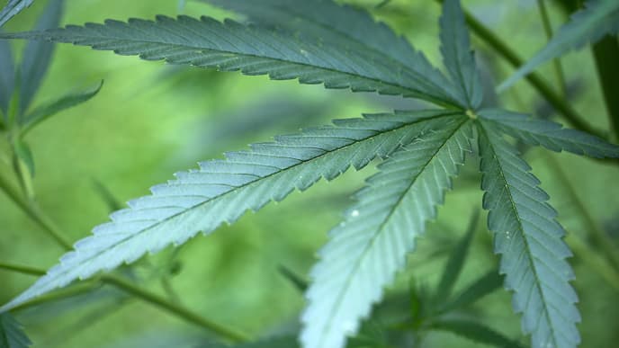 La Floride a validé l'usage du cannabis à des fins médicales