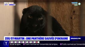 Sauvée d'Ukraine, une panthère trouve refuge au zoo de Saint-Martin-la-Plaine