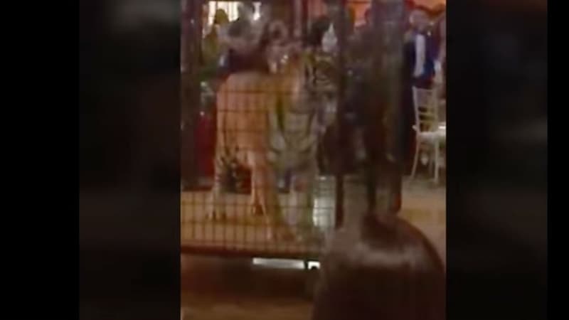Un tigre a été exhibé en cage lors du bal de promotion d'un lycée de Floride