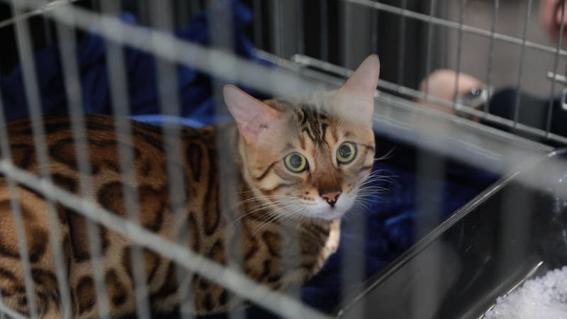 "Des animaux exhibés comme des vulgaires jouets": une pétition lancée contre la tenue du salon du chiot à Antibes