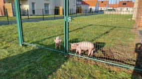 Une photo de deux cochons perdus, publiée sur Facebook par la ville de Dourgues