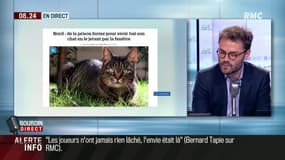Cinq mois de prison ferme pour avoir défenestré son chat
