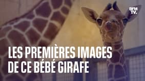 Les premières images de ce bébé girafe né en Angleterre le 11 novembre