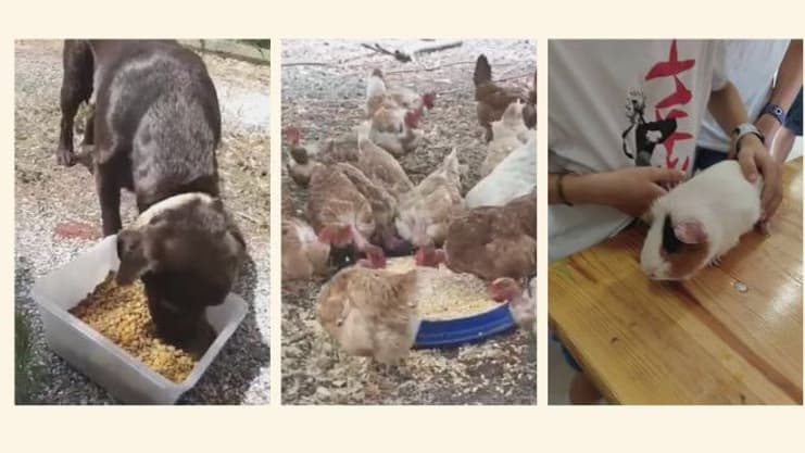 Un labrador, des poules et un cochon d'inde: quelques rescapés des incendies qui ont eu lieu en Gironde.