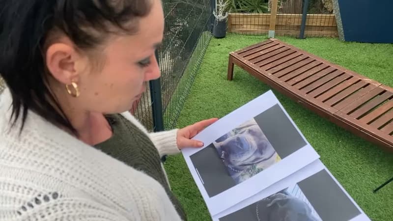 Chiens, oiseaux, chats: des soupçons d'empoisonnement d'animaux dans un quartier de Hyères