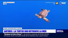 Antibes: la tortue Gigi retrouve la mer