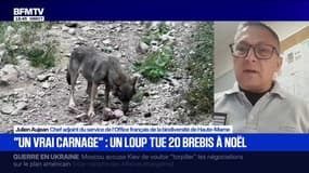 Un loup tue 19 brebis en Haute-Marne: "Cette année 2025 est une année hors norme avec un constat de 200 attaques", déclare Julien Aujean, (OFB)